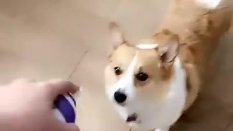 Animals Funny Video