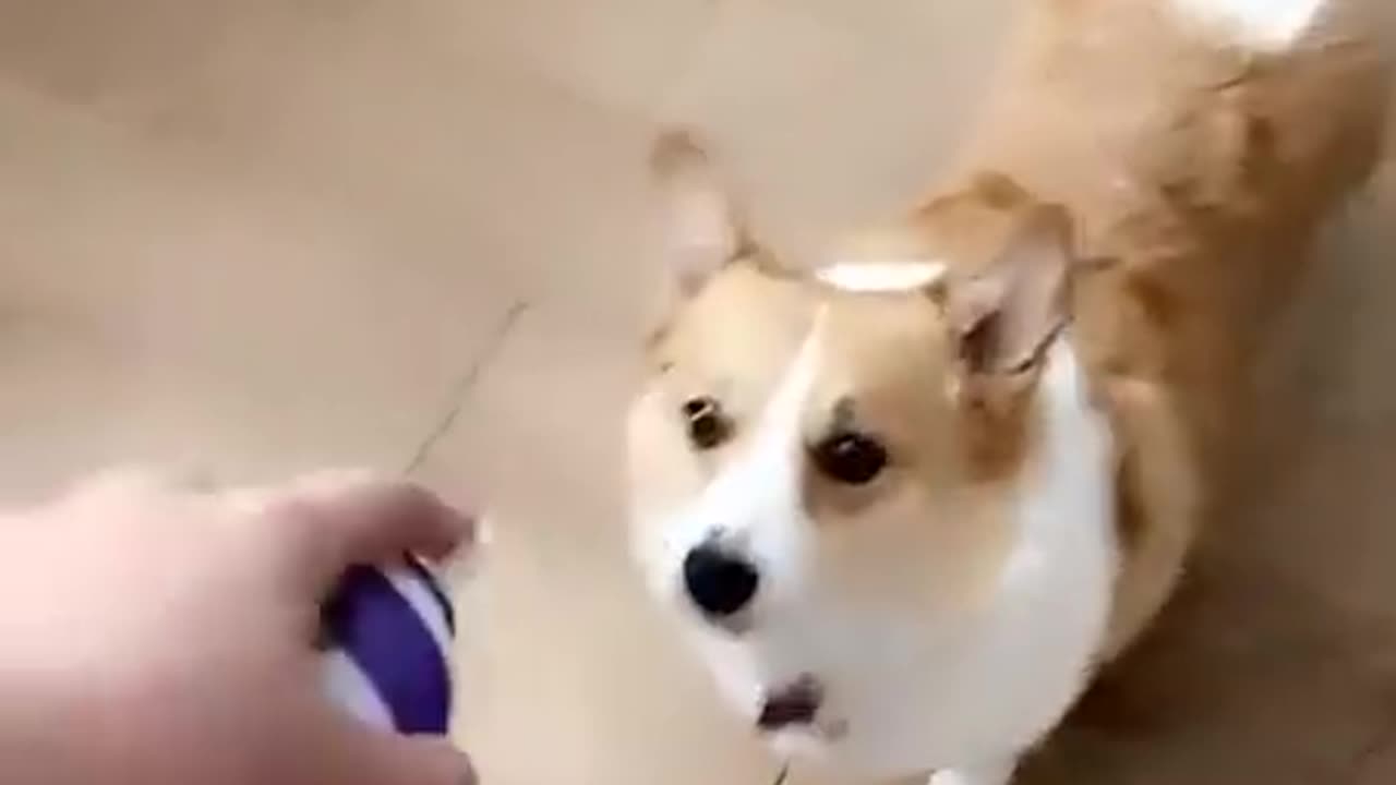 Animals Funny Video