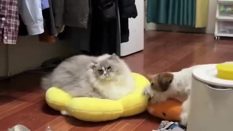 Fun with cat