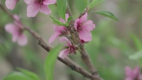 Need to Post Here First so I can re-up to jewchute... Man Grows 40 Different Plants on One Tree
