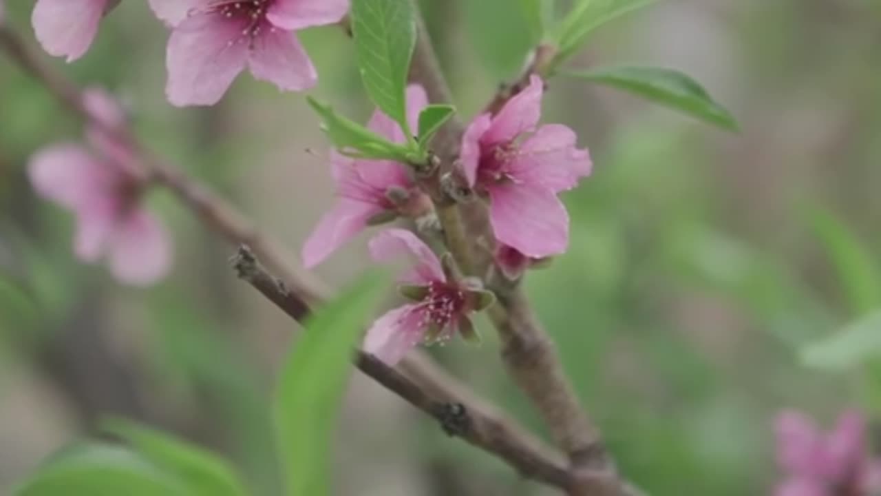 Need to Post Here First so I can re-up to jewchute... Man Grows 40 Different Plants on One Tree
