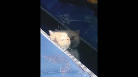 I love cats.And a little entertainment for those who love cats.