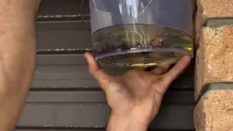 How to get rid of a wasp nest using gasoline