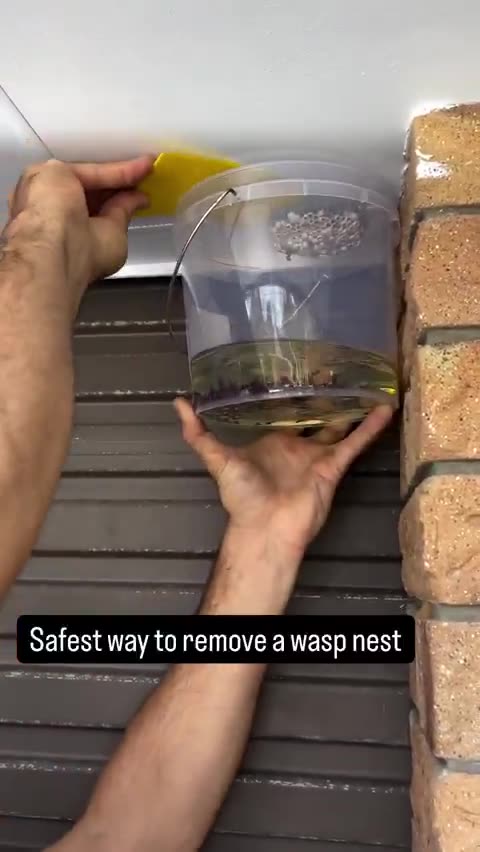 How to get rid of a wasp nest using gasoline
