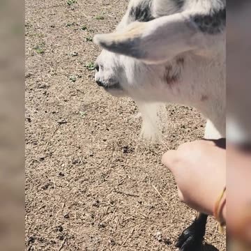 Pets, Coffee, and Memphis Vibes