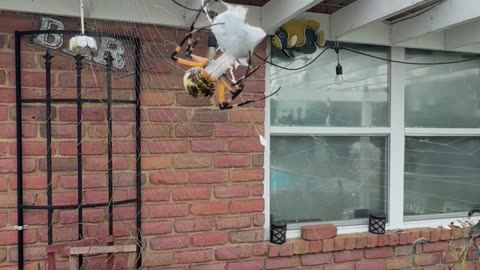Fed a Banana Spider a Beetle