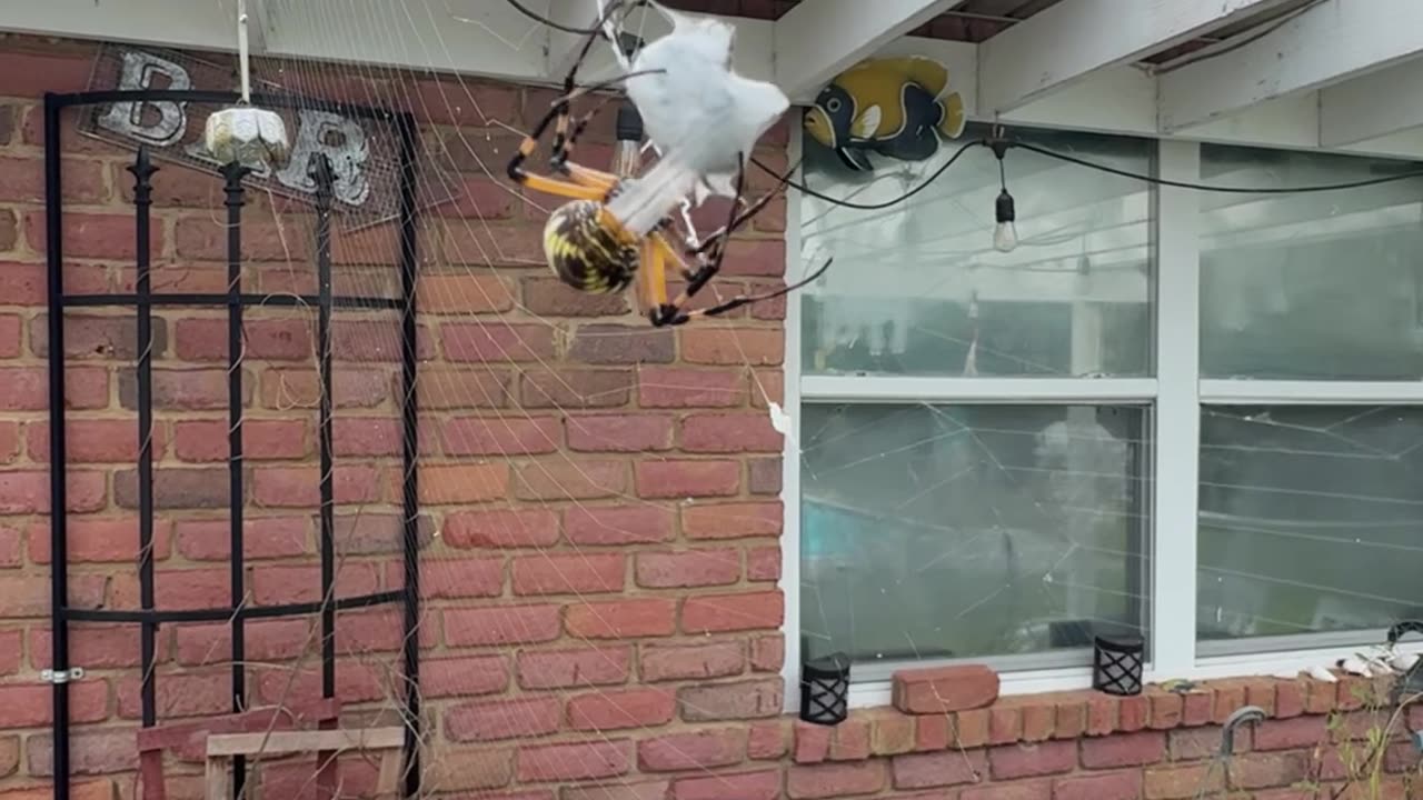 Fed a Banana Spider a Beetle