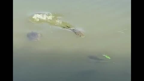 Have you ever seen this?? 🤯🐸