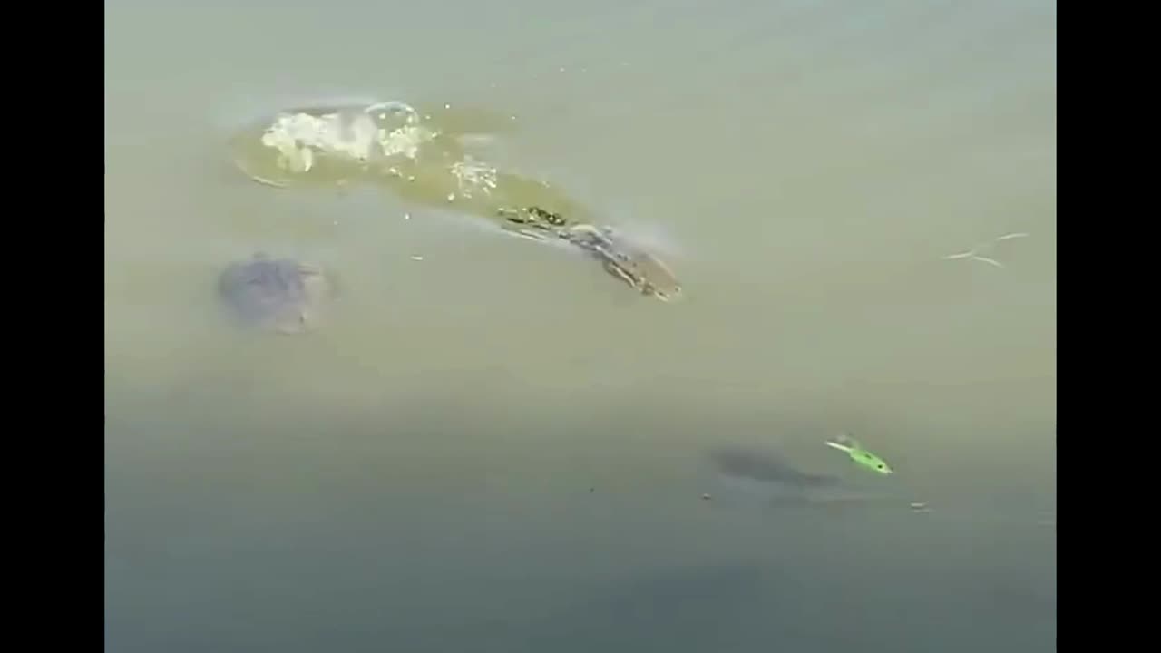 Have you ever seen this?? 🤯🐸