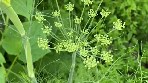 Peaceful Walk Through My Mama’s Beautiful Kitchen Garden | Homegrown Love
