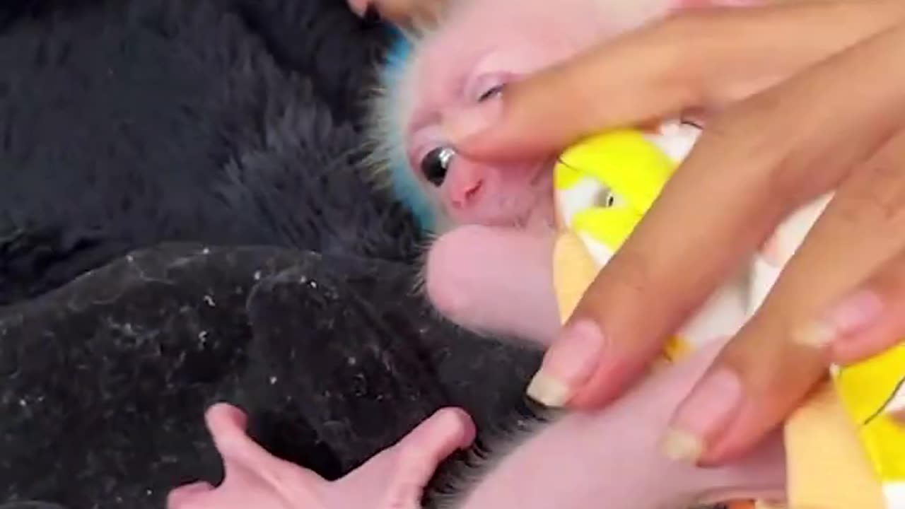 adorable baby monkey