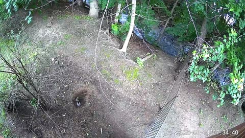 STRANGE SQUIRREL BEHAVIOR