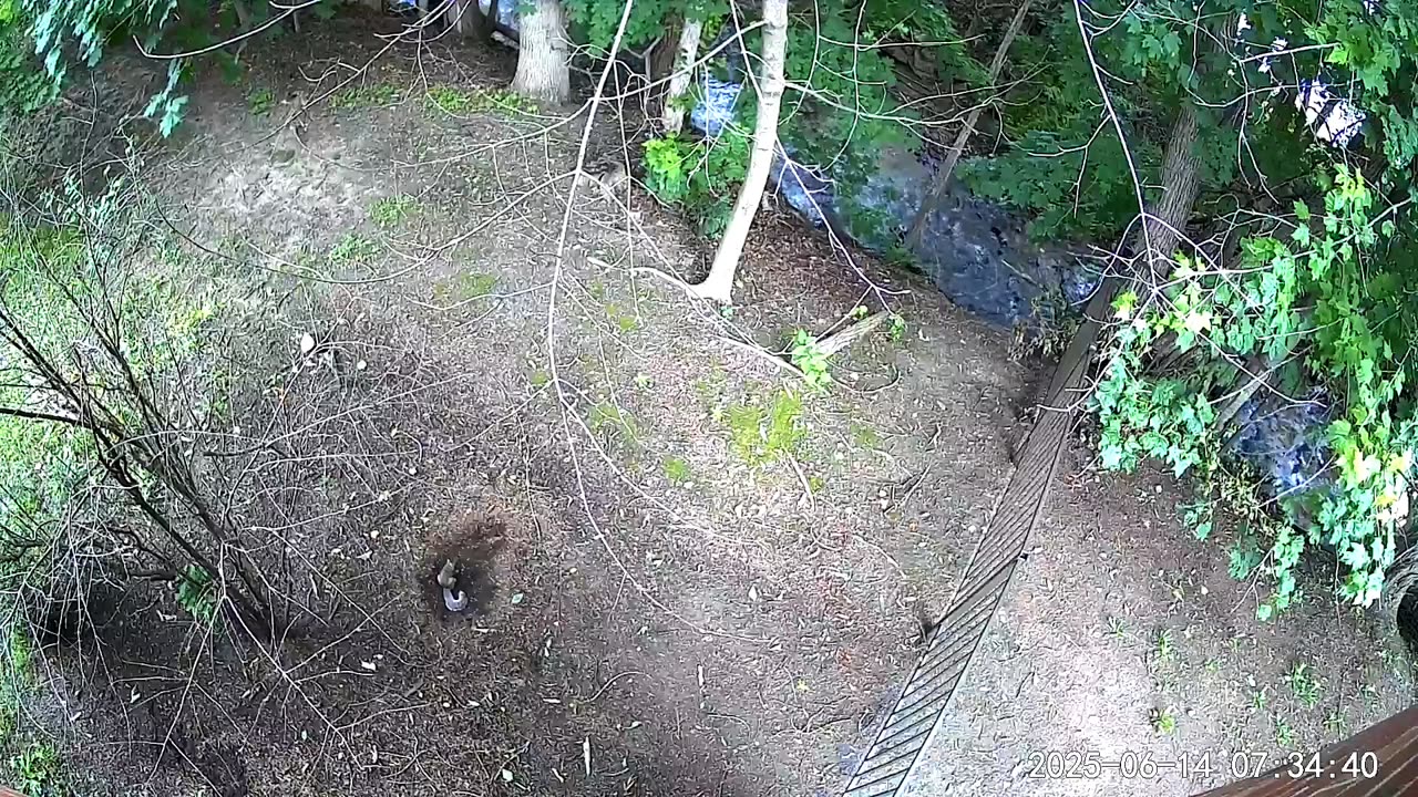 STRANGE SQUIRREL BEHAVIOR