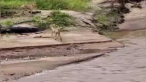wild animals videos in forest