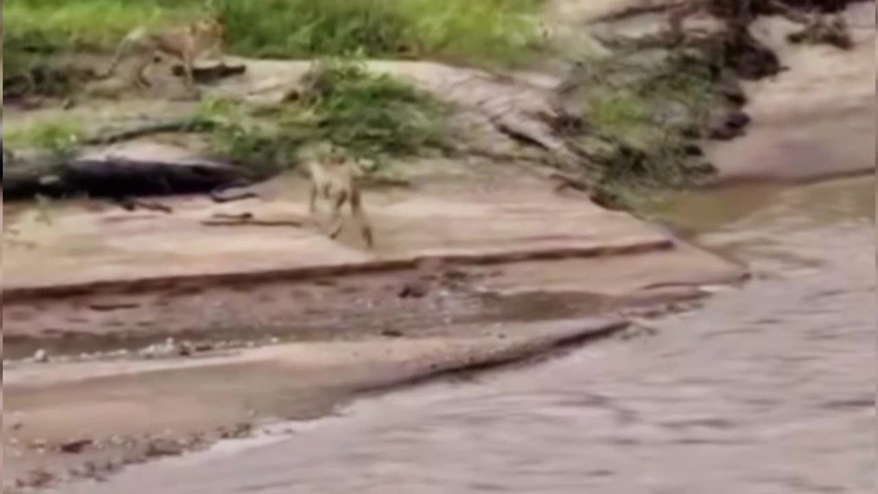 wild animals videos in forest