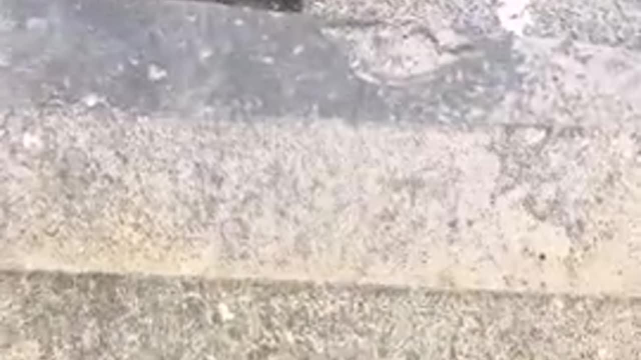 SANDNIGGER SHITSKINS IN MONTREAL TRY TO INTIMIDATE LOCAL GUY FILMING THEIR NIGGER ANTIFA FAG SHIT