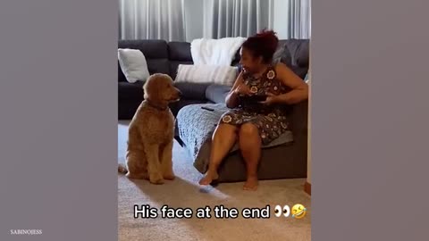 When Your Dog is the Funniest Family Member! 😄 Funny Dog and Human Video 2025