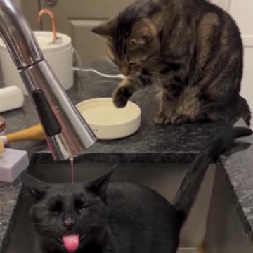 Two types of cats.. 😂