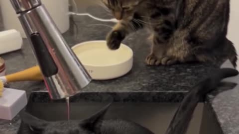 Two types of cats.. 😂