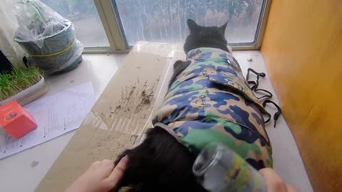 My pet cat vlog, his name is Heihei, 02/15, 2025, play with bottle， #catvideo #asmr