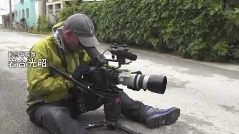 This kitten adopted a photographer on the street