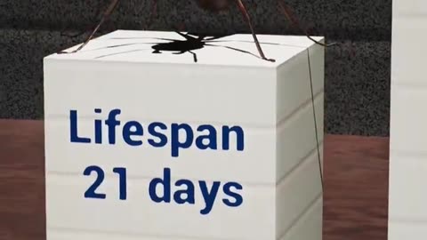 ANIMALS INSECTS ETC..WITH THE SHORTEST LIFE SPANS