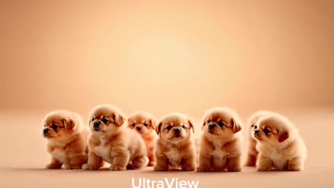 Cute Dog 😍 #cutedog #cute #dog #animals #shorts #ai #funny #dogvideos...