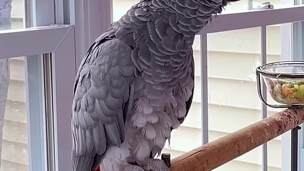 super smart parrot you’ll laugh hard! 😂