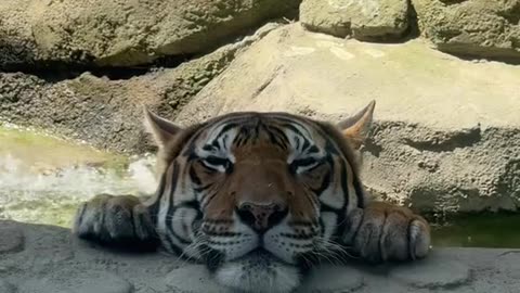 We were at the zoo when this tiger walked over and turned into a kitten...