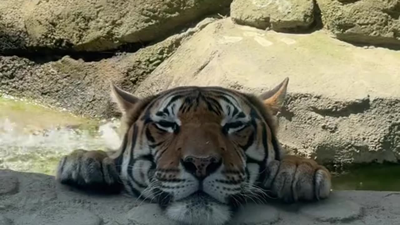 We were at the zoo when this tiger walked over and turned into a kitten...