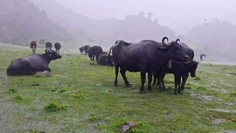 Extreme Monsoon Rain in Rural Nepal | Buffalo Shed Life & Cowherd Survival