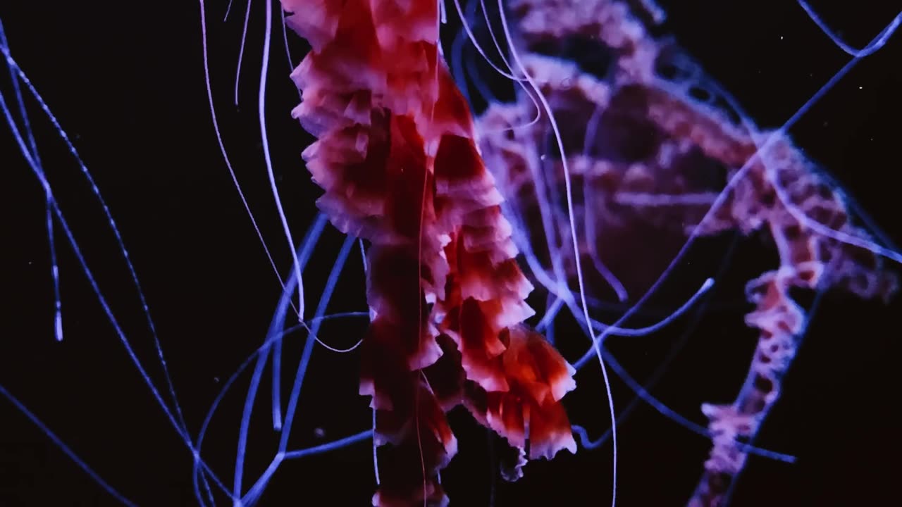 Mesmerizing Underwater Jellyfish Dance