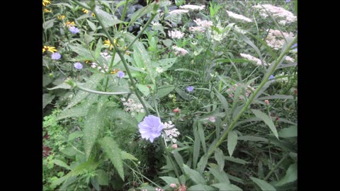 Blue Lookout at the Wayside Chicory July 2024