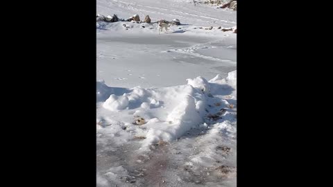 Our Dog Ellie frolicking on the Ice this New Years Eve !