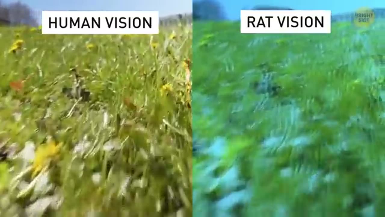 Animal world