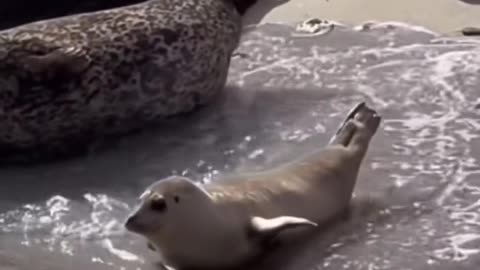 🤣🦭 Sea Lion Core Moves That Will Crack You Up! | FunFM