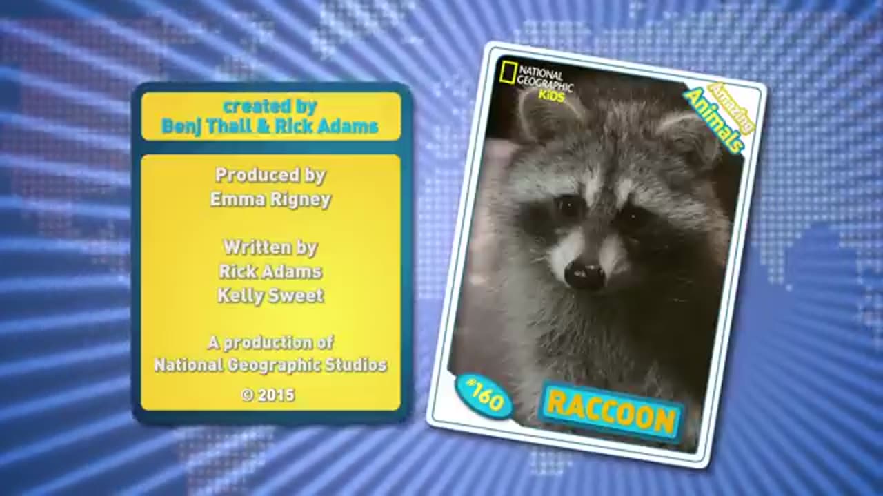 Raccon Amazing Animals