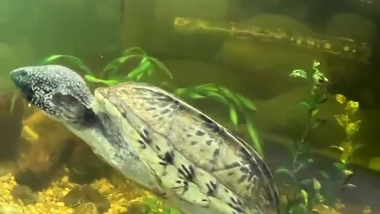 Giant Musk Turtles at San Juan de Aragon Zoo in Mexico City