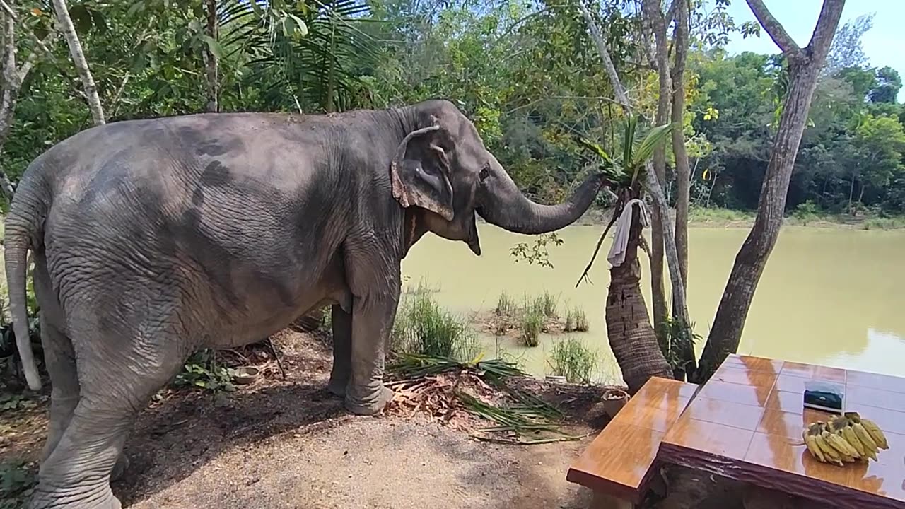 Love Elephant Sanctuary l. (Krabi-Ao Nang, Thailand)