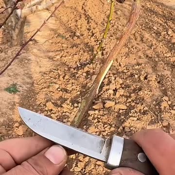 How to Breeding Part-19