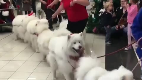 Fun Animals