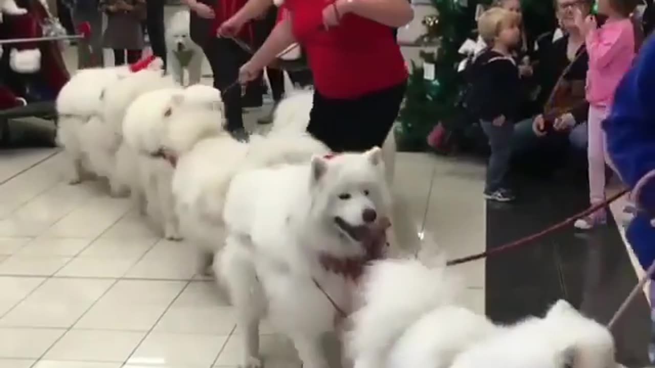 Fun Animals
