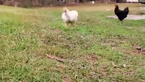 Funny animal scene captured in camera