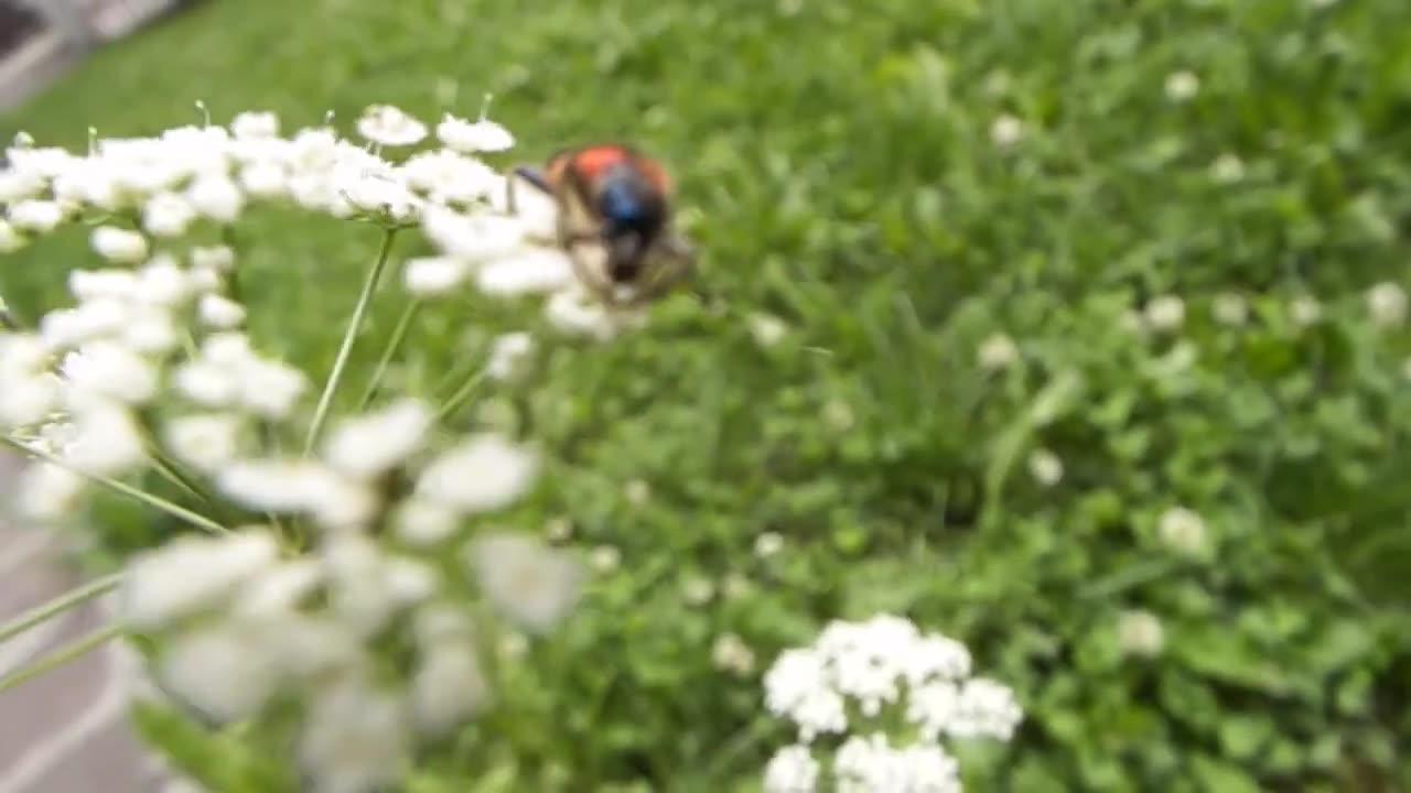 Animali & Insetti (Luglio 2021)