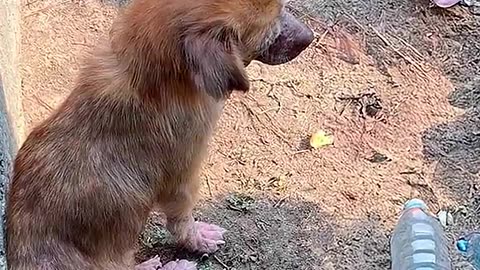😓 lo encontraron comiendo basura 😢😢