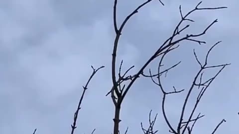 🦅🇺🇦 Ukrainian-made interceptor drones are already being used to destroy Shaheds.