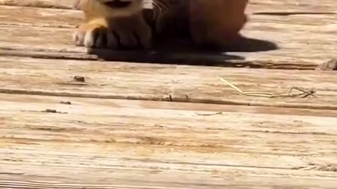 "The Cutest Little King You’ll Ever See 👑🦁"