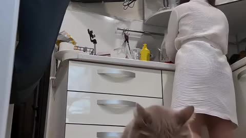 Funny cat videos episode 1