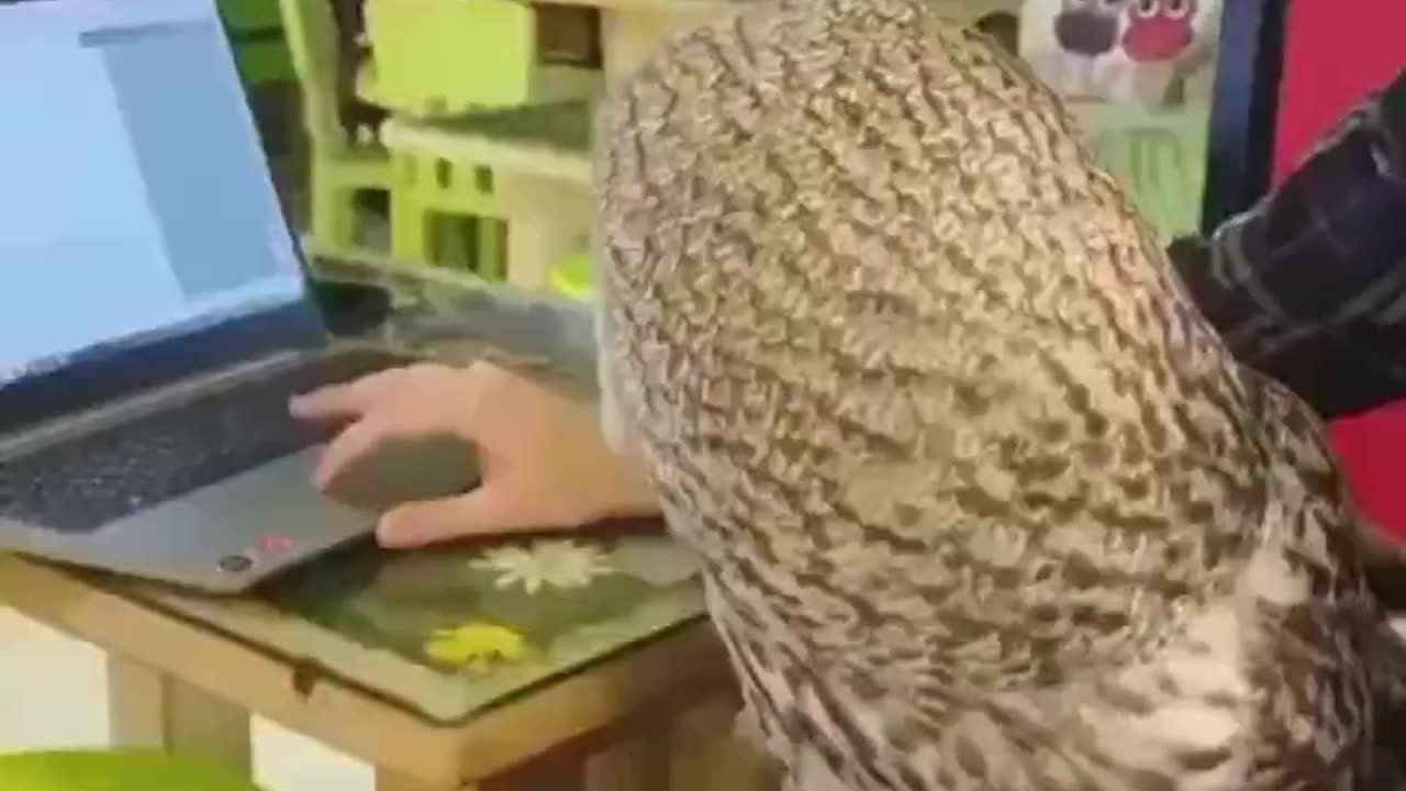 Owls are the cats of the air