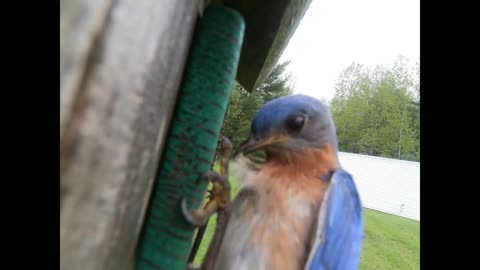 House wren to Bluebird take over